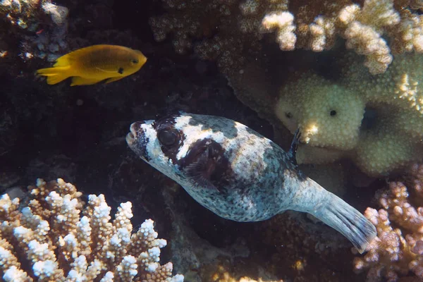 Pesce Palla Mascherato Dal Mar Rosso Egitto — Foto Stock