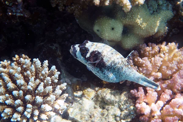 Pesce Palla Mascherato Dal Mar Rosso Egitto — Foto Stock