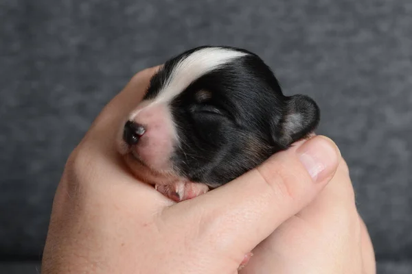 small newborn papillon dog in human hand