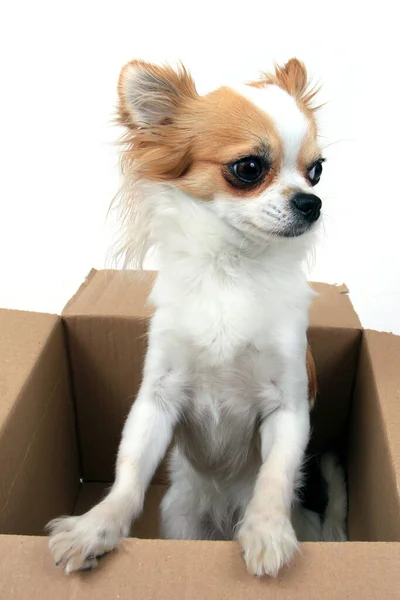 Chihuahua Στο Χάρτινο Κουτί Που Απομονώνεται Στο Λευκό Φόντο — Φωτογραφία Αρχείου