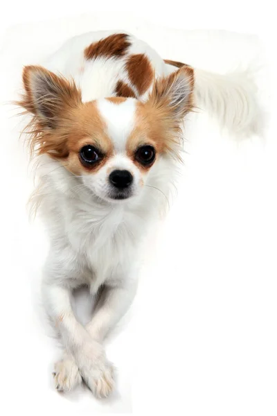 Porträt Eines Kleinen Smarten Chihuahua Isoliert Auf Weißem Hintergrund — Stockfoto