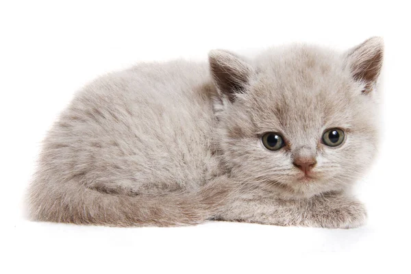 Grijs Brits Kitten Geïsoleerd Witte Achtergrond — Stockfoto