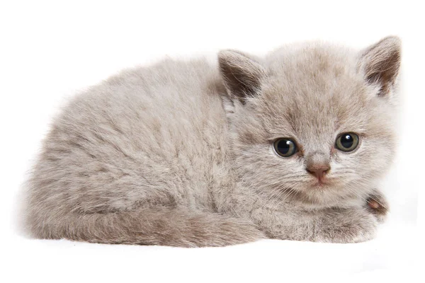 Grijs Brits Kitten Geïsoleerd Witte Achtergrond — Stockfoto