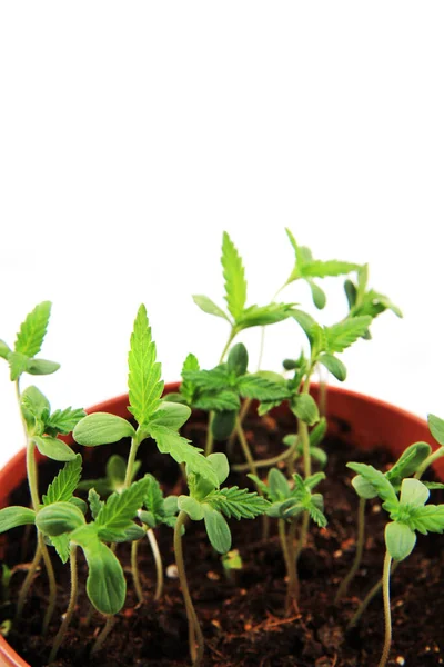 Pequeñas Plantas Marihuana Aisladas Sobre Fondo Blanco —  Fotos de Stock