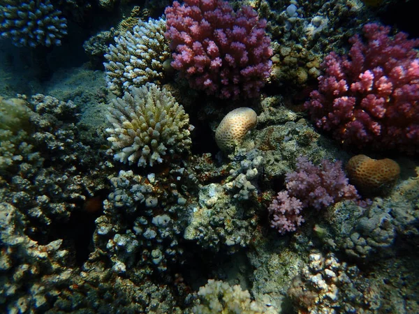Red Sea Coral Reef Makadi Bay Egypt — Stock Photo, Image