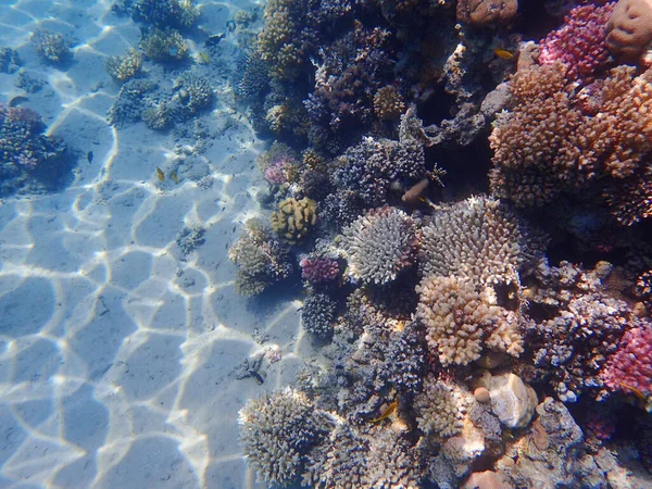 Röda Havskorallrev Makadi Bay Egypten — Stockfoto