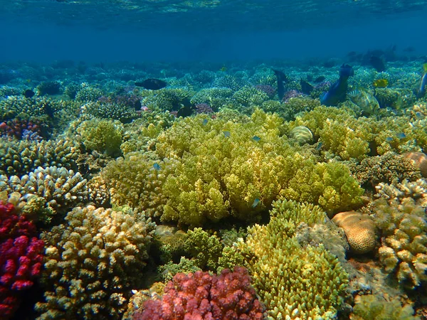 Récif Corallien Mer Rouge Dans Baie Makadi Egypte — Photo