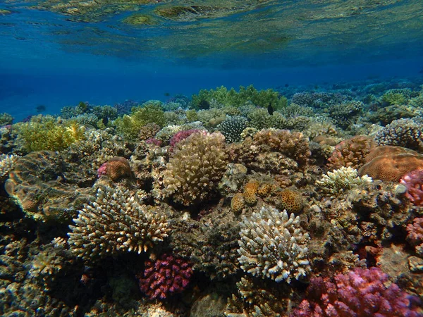 Makadi Körfezi, Mısır 'daki Kızıl Deniz Mercan Resifi, 