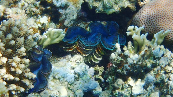 Arrecife Coral Del Mar Rojo Makadi Bay Egipto —  Fotos de Stock