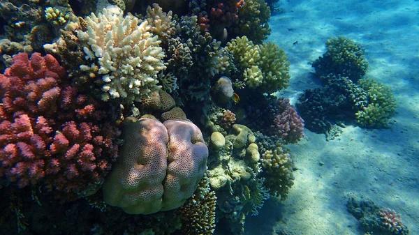 Röda Havskorallrev Makadi Bay Egypten — Stockfoto