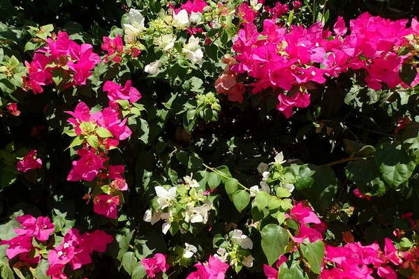 Bugenvilea Flores Textura Como Fundo Natural Agradável — Fotografia de Stock