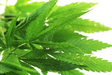 Beyaz arka planda izole edilmiş marihuana bitkisi