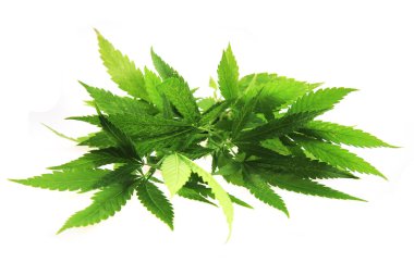 Beyaz arka planda izole edilmiş marihuana bitkisi