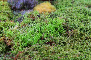 Yeşil yosun dokusu çok güzel doğal bir arka plan.