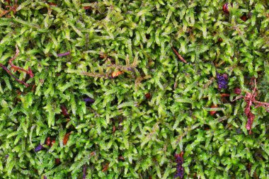 Yeşil yosun dokusu çok güzel doğal bir arka plan.