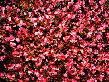 bilinmeyen pembe çiçek dokusu güzel arkaplan olarak