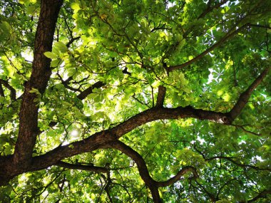 Eski kestane ağacı dokusu güzel yeşil arkaplan olarak