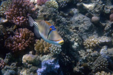 Picasso Kızıl Deniz 'de Tetikleyici Balığı Mısır     