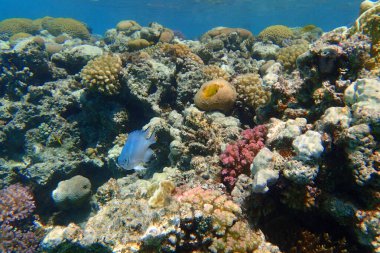 Makadi Körfezi, Mısır 'daki Kızıl Deniz Mercan Resifi, 