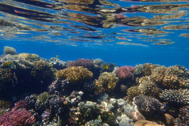 Makadi Körfezi, Mısır 'daki Kızıl Deniz Mercan Resifi, 