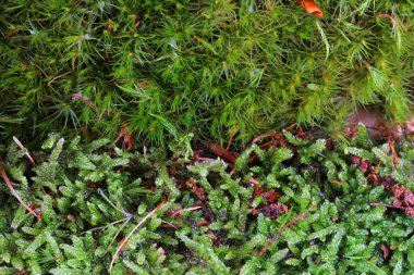 Yeşil yosun dokusu çok güzel doğal bir arka plan.