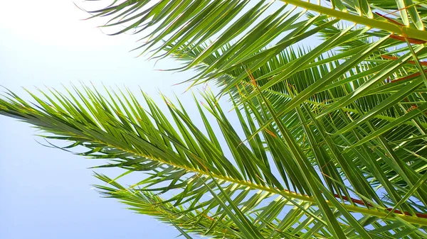 Palm Leaves Blue Sky Nice Background — Stock Photo, Image