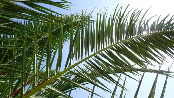 Palmeblader Blå Himmel Som Fin Bakgrunn – stockfoto