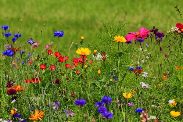 nice meadow flowers texture as very nice background