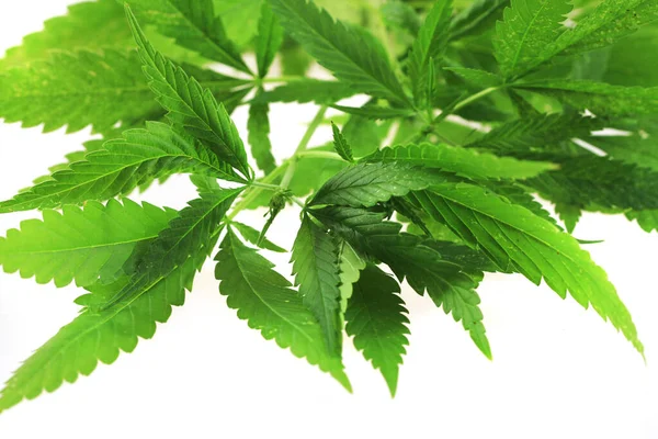 Marihuana Pflanze Isoliert Auf Weißem Hintergrund — Stockfoto