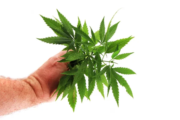 Marihuana Pflanze Isoliert Auf Weißem Hintergrund — Stockfoto