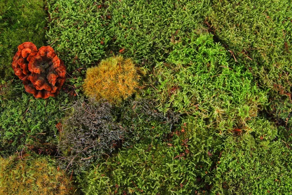 Grön Mossa Konsistens Som Mycket Trevlig Naturlig Bakgrund — Stockfoto