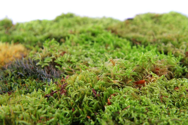 Grüne Moosstruktur Als Sehr Schöner Natürlicher Hintergrund — Stockfoto
