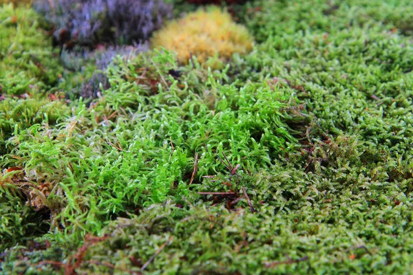 Groene Mos Textuur Als Zeer Mooie Natuurlijke Achtergrond — Stockfoto