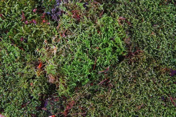 Grön Mossa Konsistens Som Mycket Trevlig Naturlig Bakgrund — Stockfoto