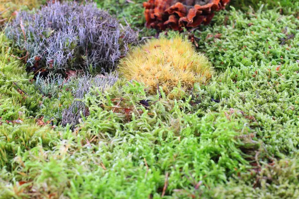 Textura Musgo Verde Como Fundo Natural Muito Agradável — Fotografia de Stock