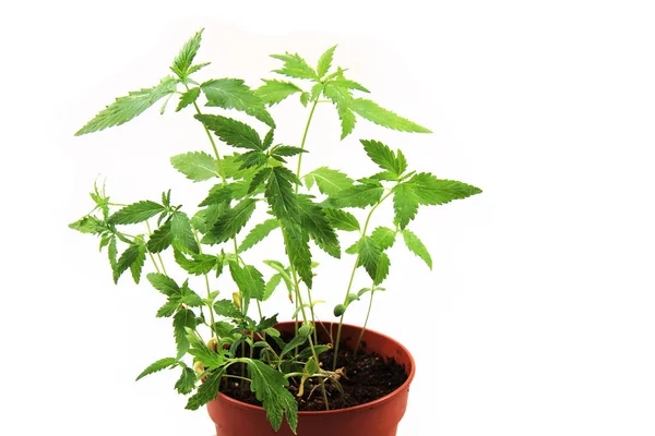在白色背景上分离的大麻植物 — 图库照片