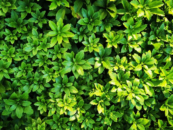 Texture Vegetale Verde Come Sfondo Naturale Molto Bello — Foto Stock
