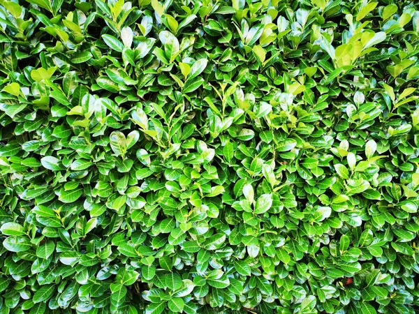Зеленая Текстура Растения Хороший Естественный Фон — стоковое фото