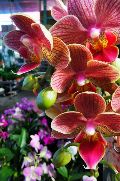 Nagyon Szép Orchidea Virág Textúra Kertben — Stock Fotó