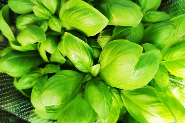 Sweet Basil Plant Texture Natural Background — Stock Photo, Image