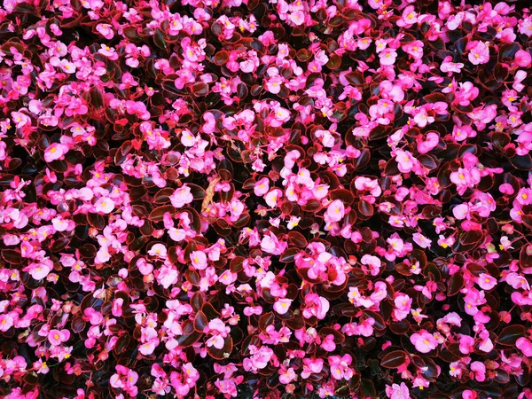 Unbekannte Rosa Blüten Textur Als Schöner Hintergrund — Stockfoto
