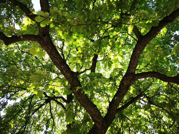 Oude Kastanjeboom Textuur Als Mooie Groene Achtergrond — Stockfoto