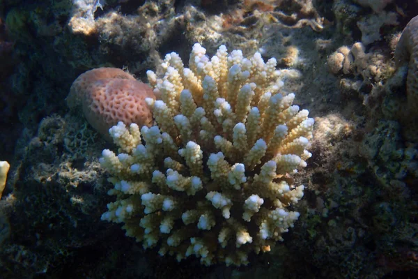 Detail Coral Animal Nice Background — Stock Photo, Image