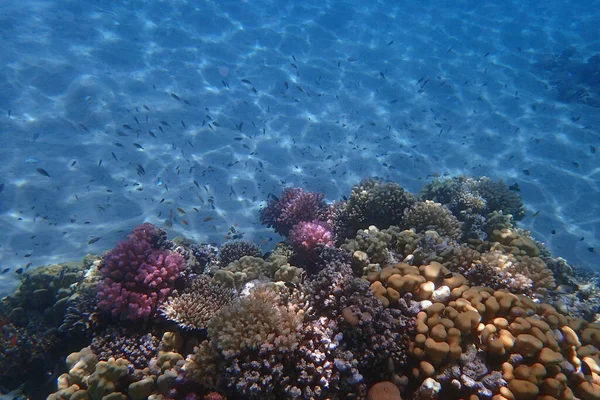 Röda Havskorallrev Makadi Bay Egypten — Stockfoto