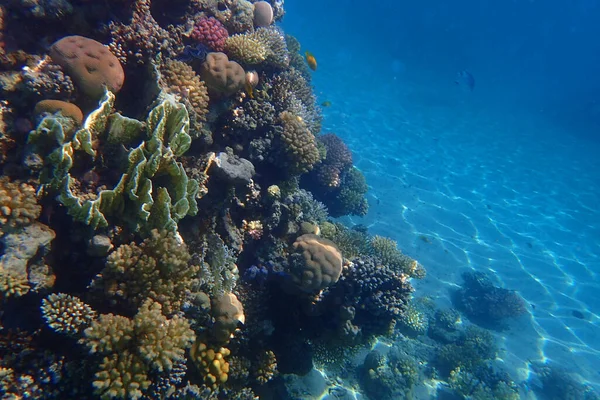 Ερυθρός Κοραλλιογενής Ύφαλος Στο Makadi Bay Αίγυπτος — Φωτογραφία Αρχείου