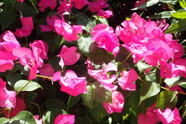 부우간 빌레아 꽃들은 아름다운 천연적 배경을 이루고 — 스톡 사진