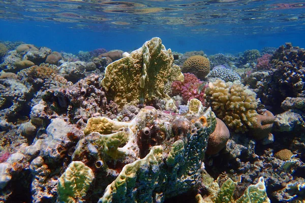 Arrecife Coral Del Mar Rojo Makadi Bay Egipto — Foto de Stock