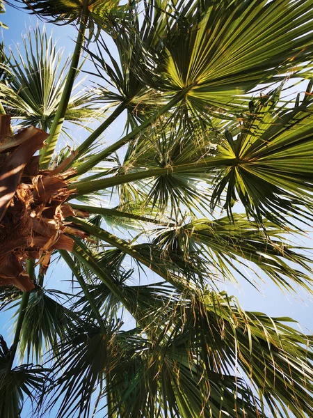 Palmen Und Blauer Himmel Als Sehr Schöner Hintergrund — Stockfoto