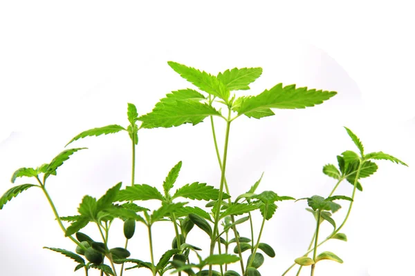 Beyaz Arka Planda Izole Edilmiş Küçük Marihuana Bitkileri — Stok fotoğraf