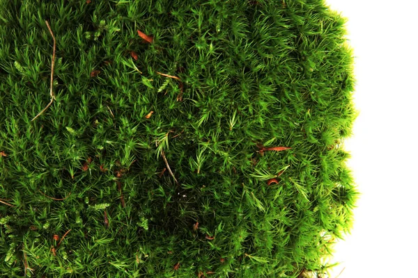 Grön Mossa Struktur Isolerad Den Vita Bakgrunden — Stockfoto